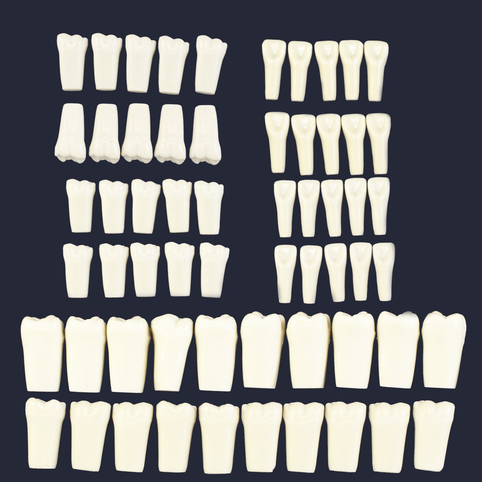 Columbia Dentoform 860 Dental Typodont Model 32pcs Removable Teeth Mounting Pole