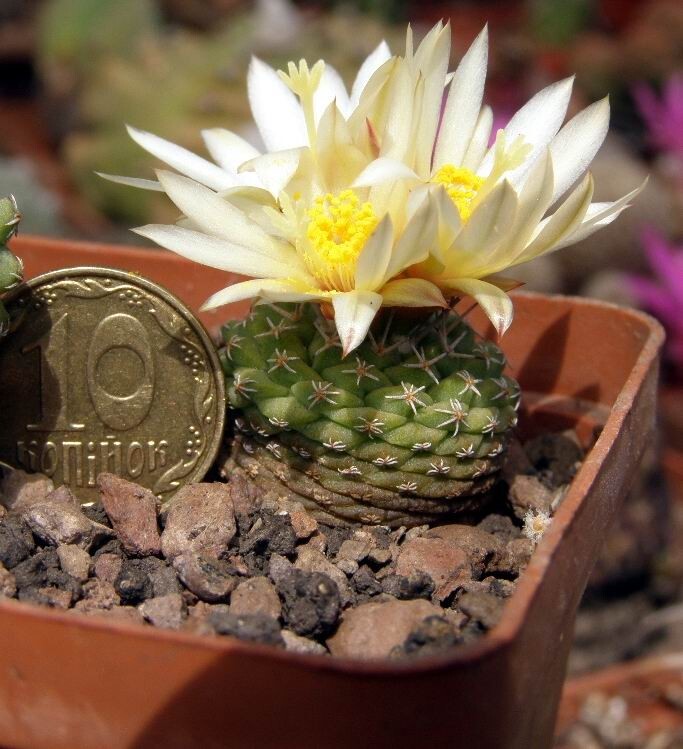 Strombocactus pseudocorregidorae, 20 seeds