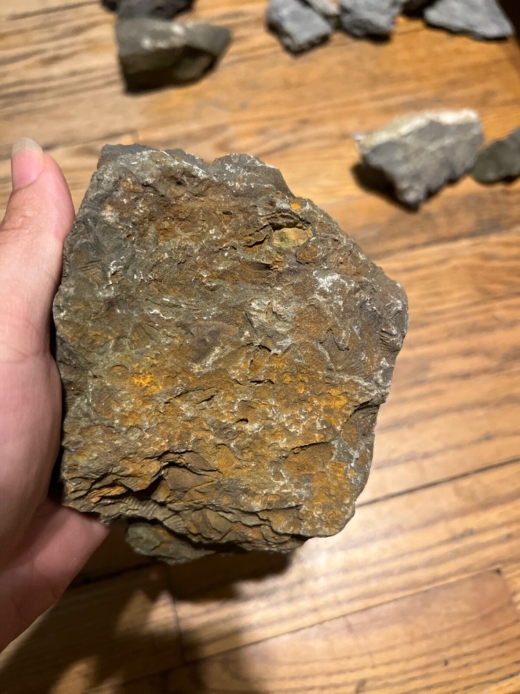 Marine Fossil Rocks