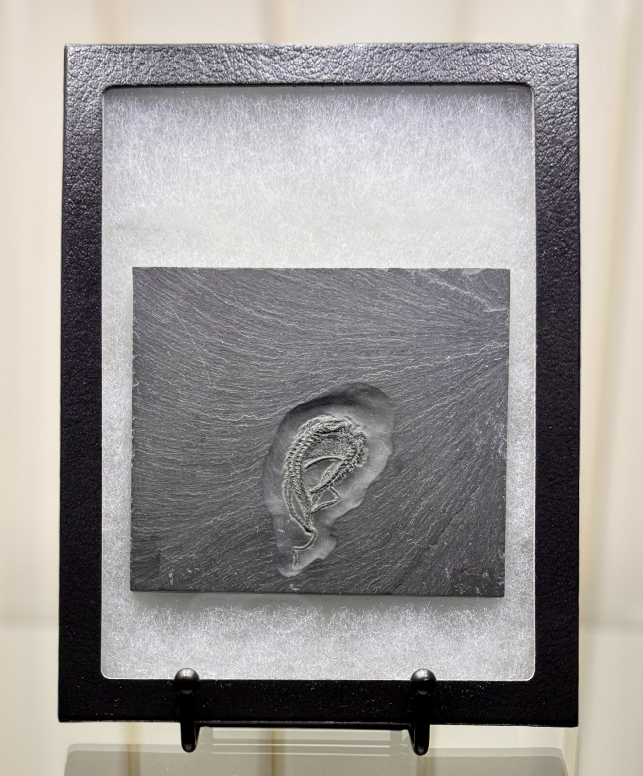 Bundenbachia Beneckei Starfish Fossil ~ Bundenbach Germany ~ Devonian Period