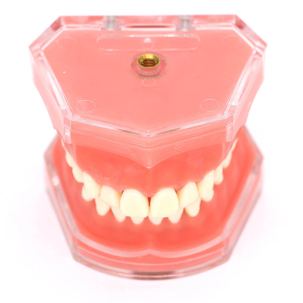 Orthodontic Study Model 4004 with 28 Removable Teeth for Dental Bracket Training