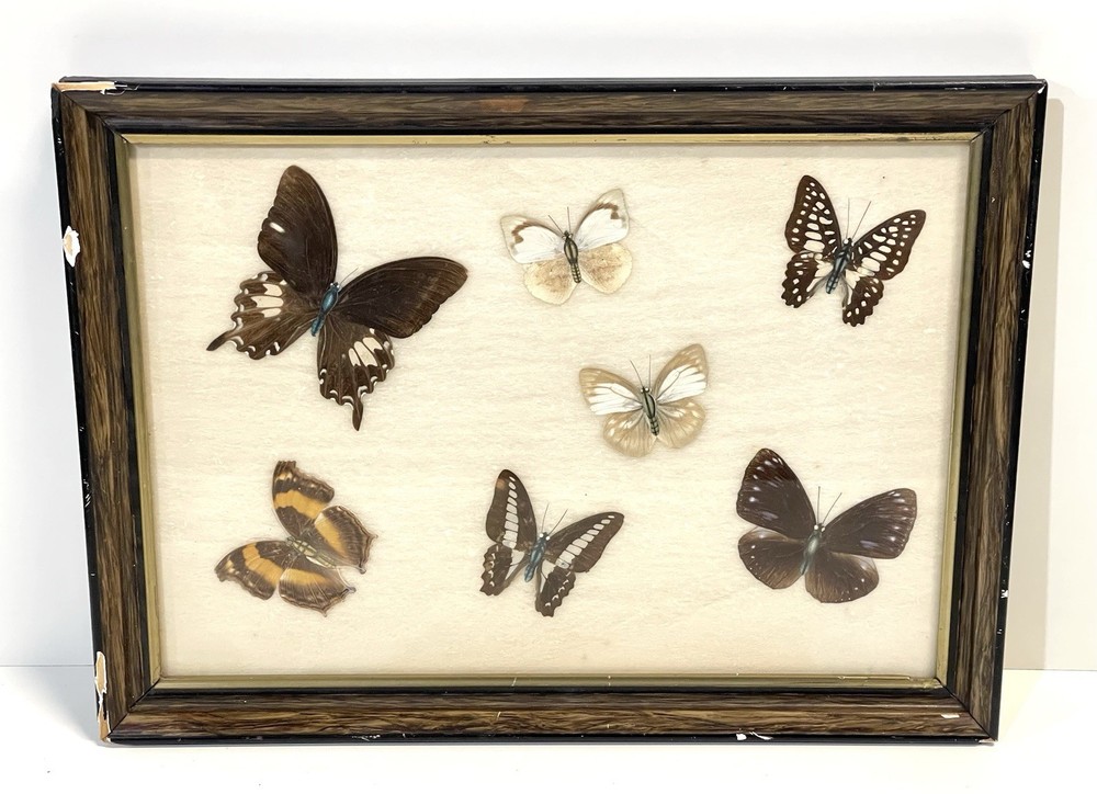 Vintage Butterfly Specimens Framed