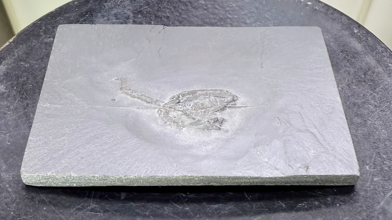 Undetermined Brittle Star Fossil ~Bundenbach Germany~ Devonian Period