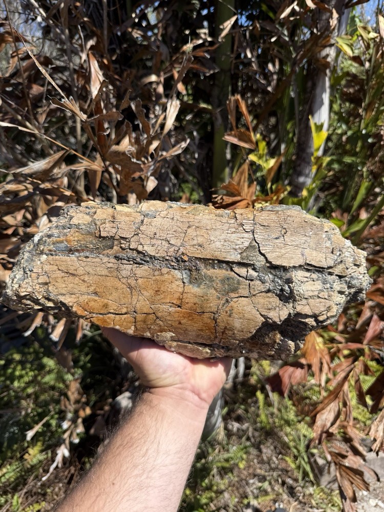 Ice Age Mammoth Fossil Venice Fl