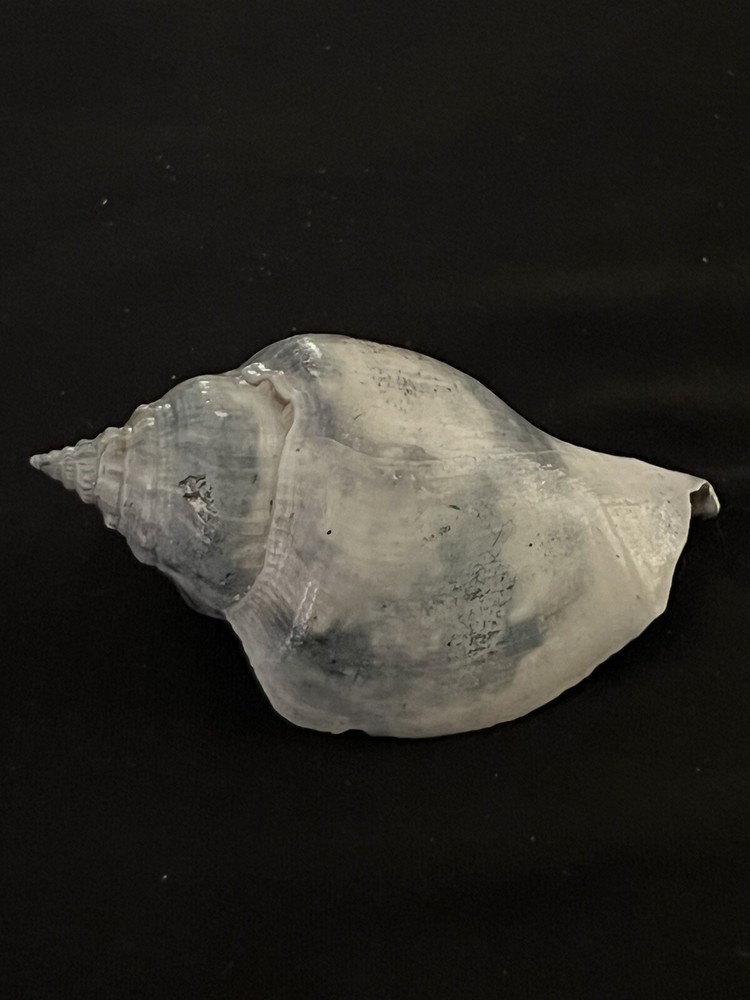 RARE Fossilized FIGHTING CONCH Shell From Central Florida.