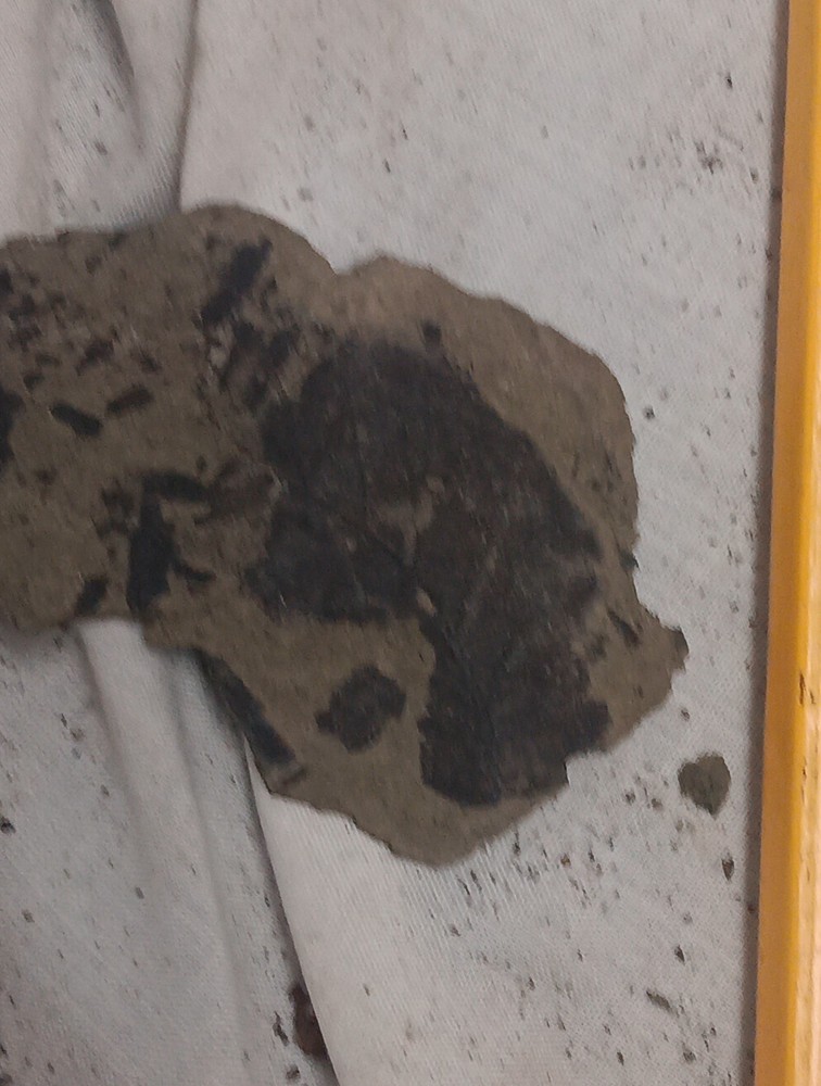 Small Thin Fossilized Leaf