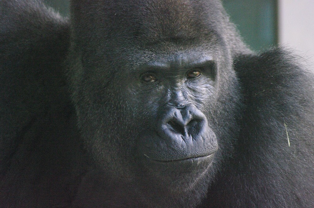 Gorilla Taxidermy Reference Photo Cd