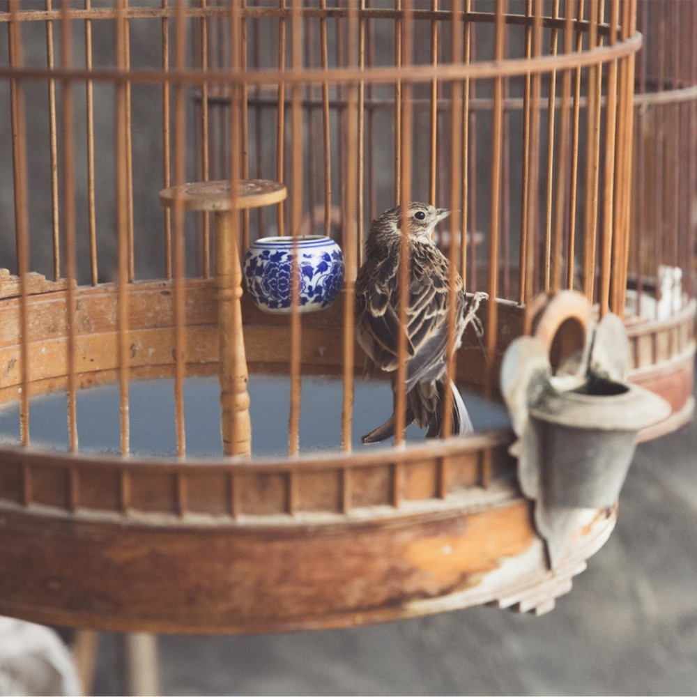 10 Sheets Bird Cage Bedding Accessory Parakeet Litter Liner Papers