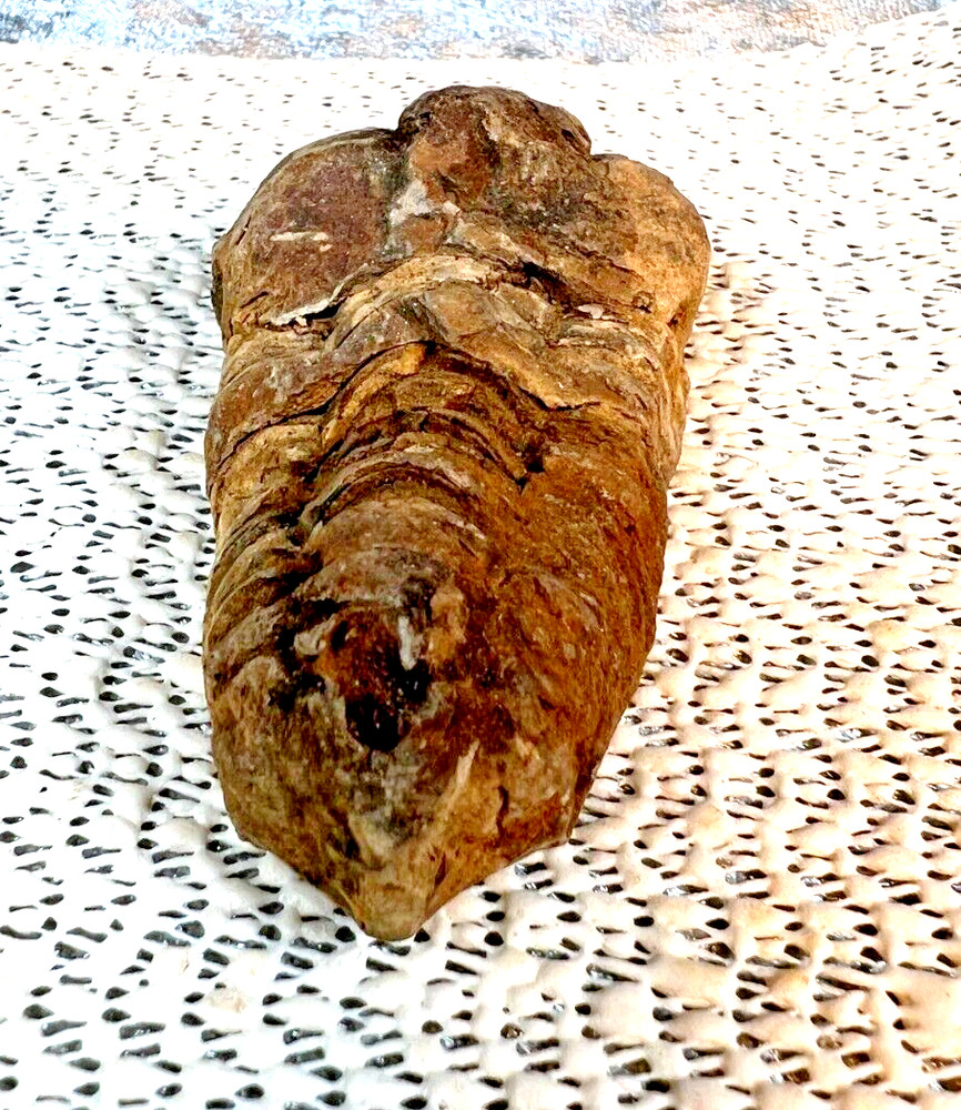 Fossilized Trilobite from Morocco. 58 grams
