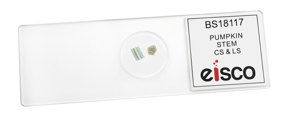 Pumpkin Stem - Prepared Microscope Slide - 75x25mm - Eisco Labs