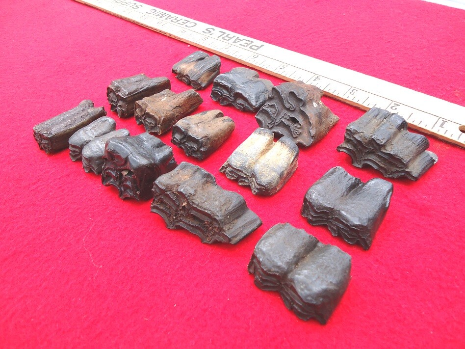 *BULK PRICE* HORSE TEETH FLORIDA FOSSILS FOSSIL TOOTH JAW BONES EQUUS ICE AGE FL