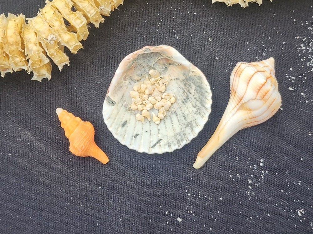 Natural Lightning Whelk Egg Casing Sac Protoconch Shell SeashellFlorida Specemin