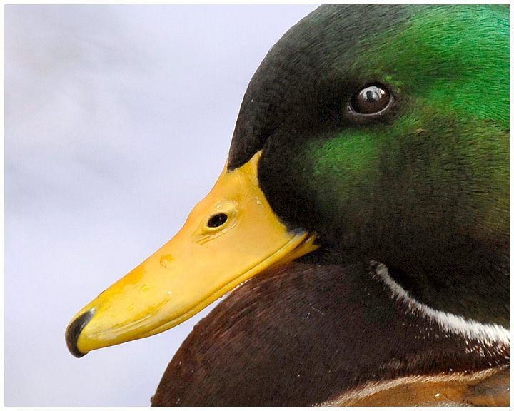 5 pair of New Concept Glass Eyes for Taxidermy and Decoy Making. Dark Brown