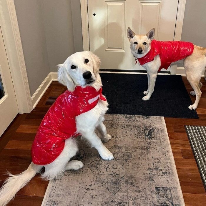 Wondershop Dog Puffer Jacket Coat Red Size Medium