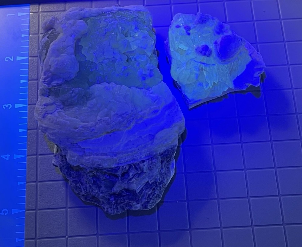 Calcite Clams, Central Florida