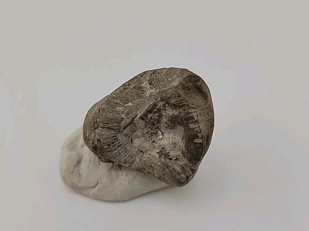 Egg Fossil Permineralized