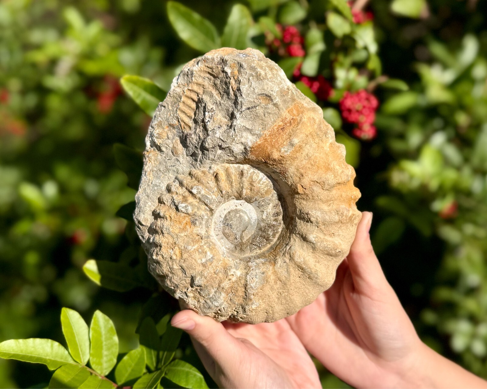 Jumbo Natural Ammonite Fossils From Morocco, 6 - 8" Raw Ammonite Specimens