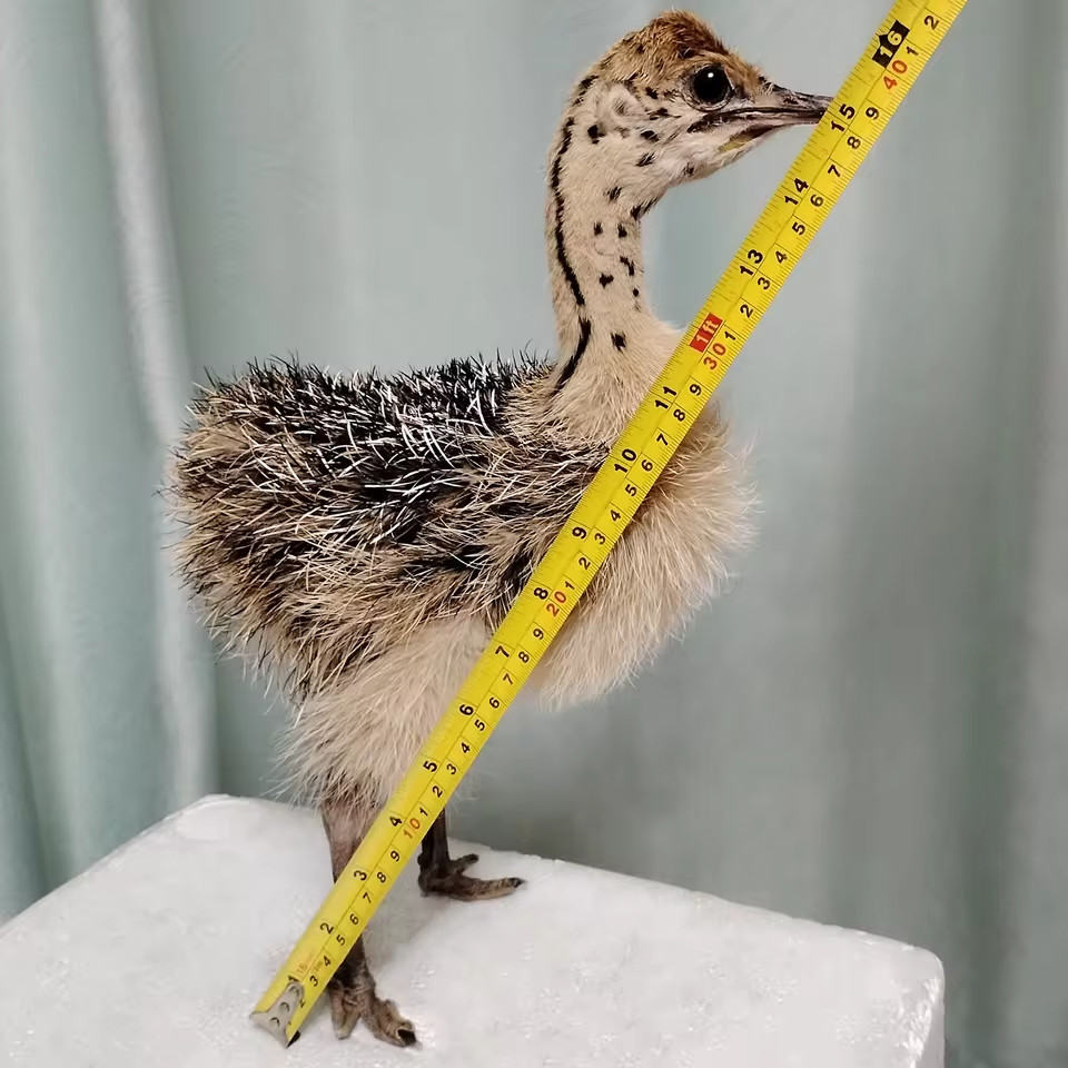 Taxidermy Baby Ostrich Stuffed Collectors Poultry Rare