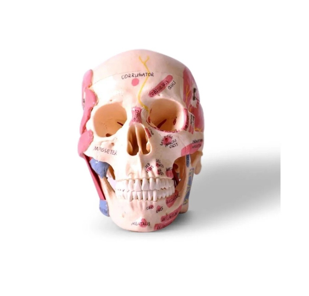 Skull Model with Muscle Attachments