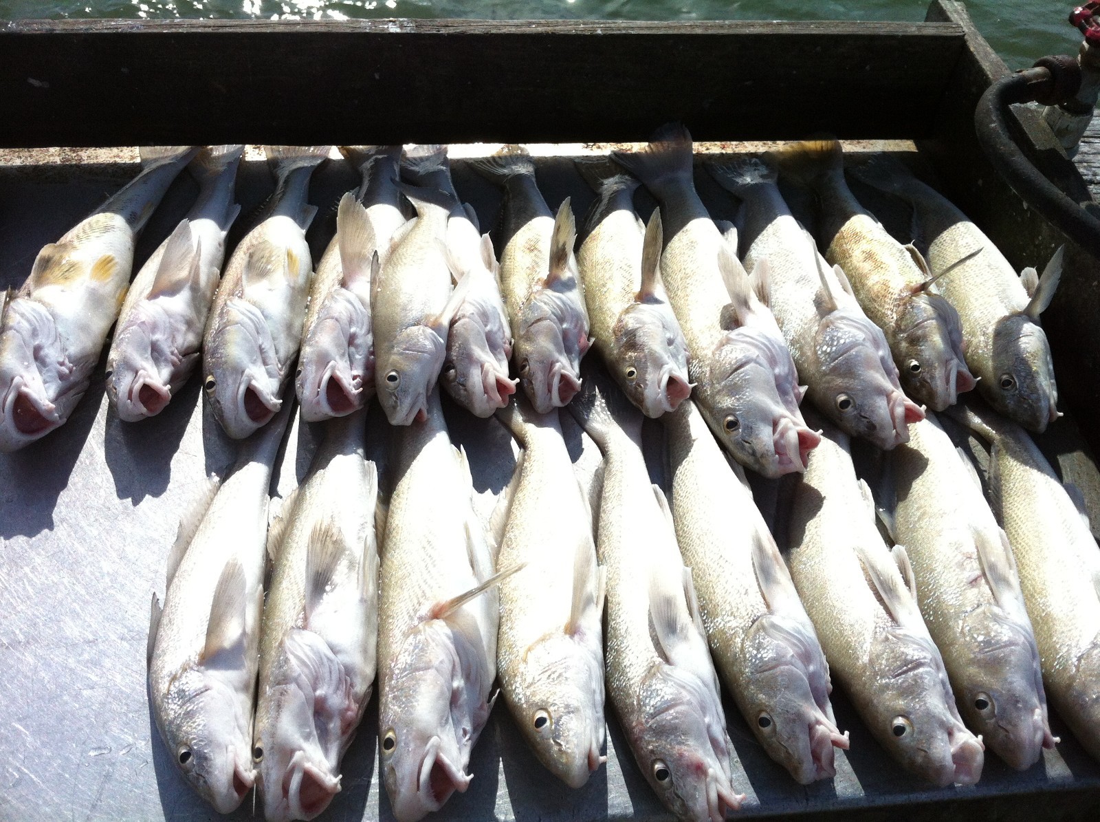 Premium Pompano Rig "Sand Flea-Coquina Clam" Fishing Rigs Pompano Whiting Spots