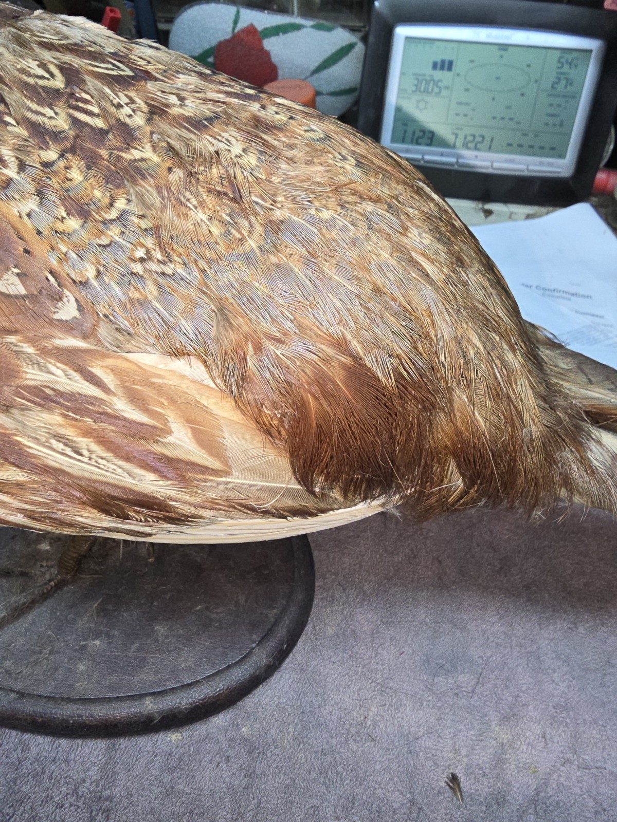 Female Hen Ringneck Pheasant Hen Taxidermy Mounted Plack/ Beautiful 😍 Colors