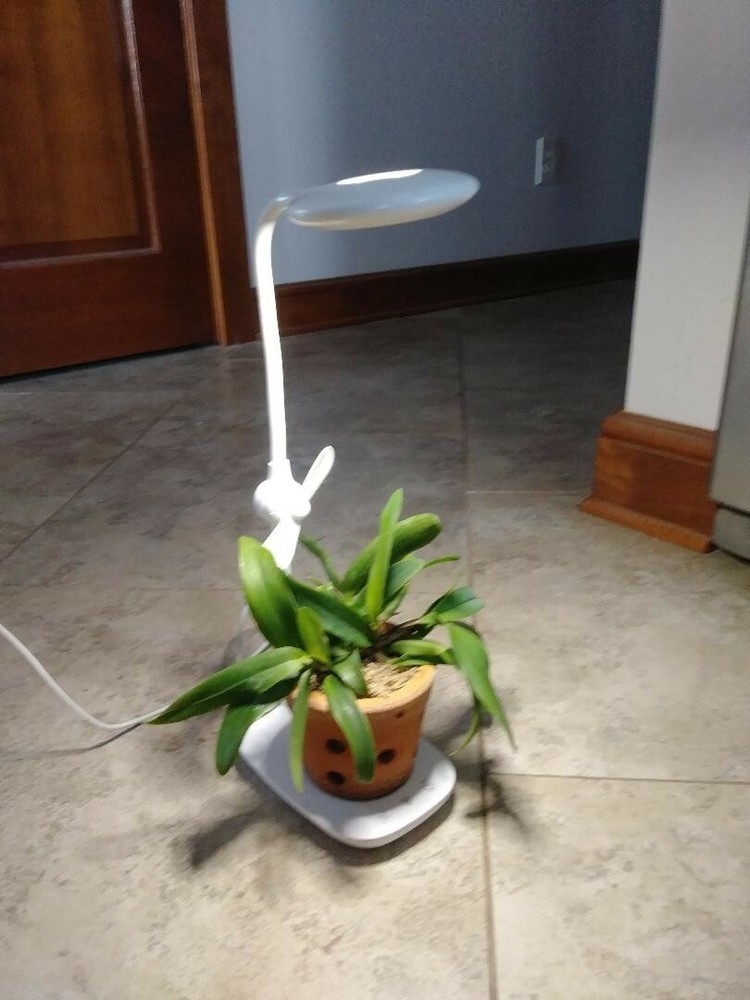 Desktop PLANT LIGHT! Mini LED Office Desktop or Side Table Grow Lamp Adjustable