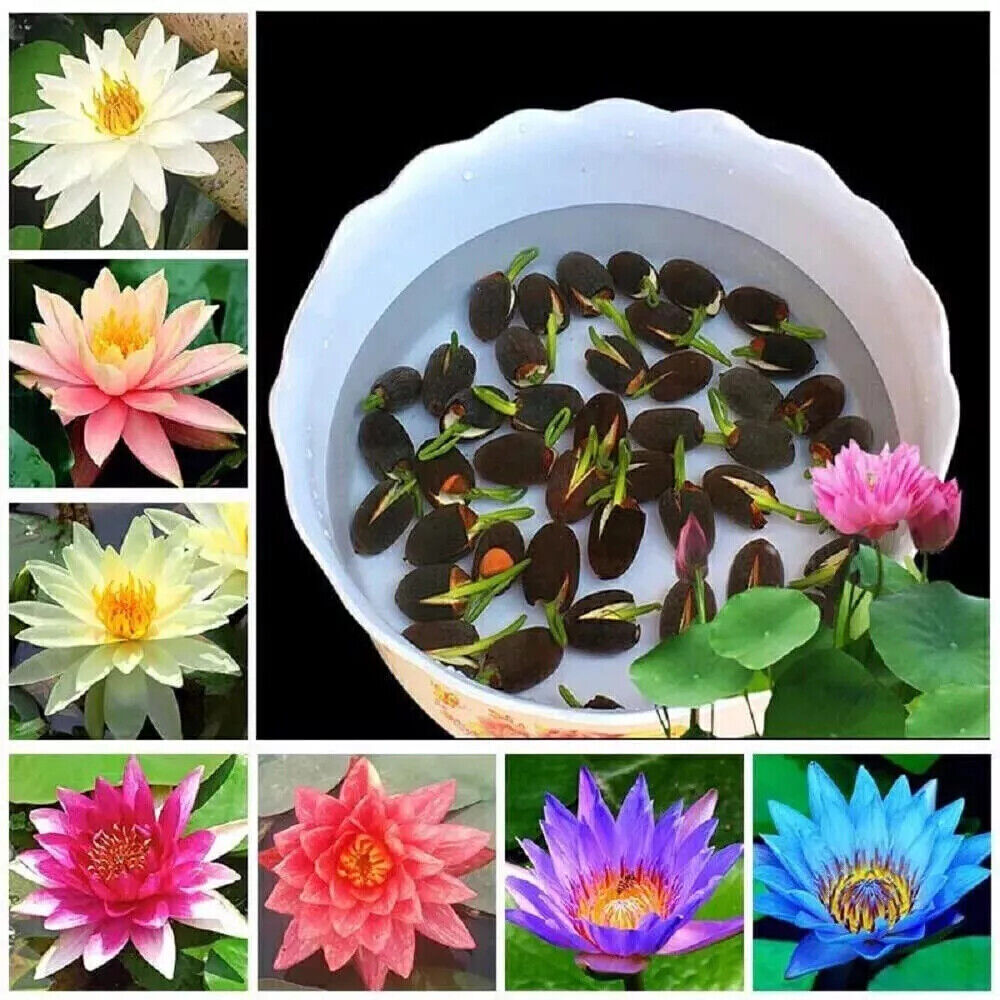 30/90Pcs Seeds Lotus Mix Flower Seed Hand Picked Aquatic Plants Water Garden US
