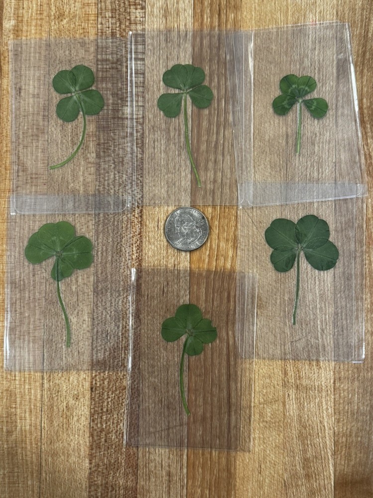 Genuine Real Laminated Four Leaf Clover 🍀