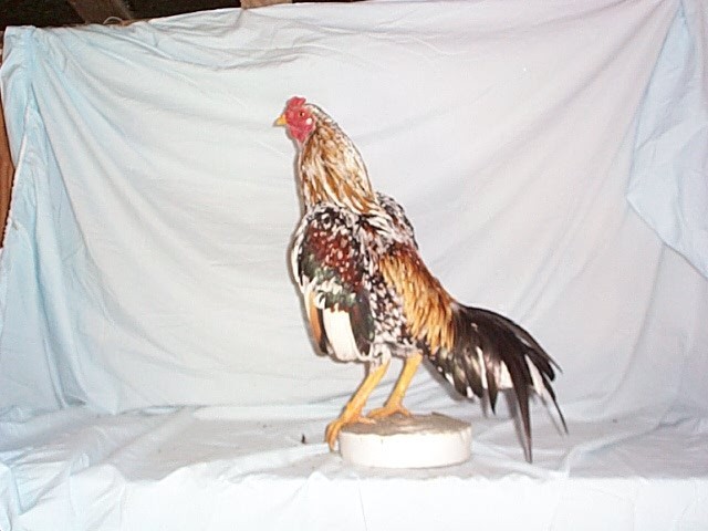 12 ASSORTED WAHL ASIL EGGS