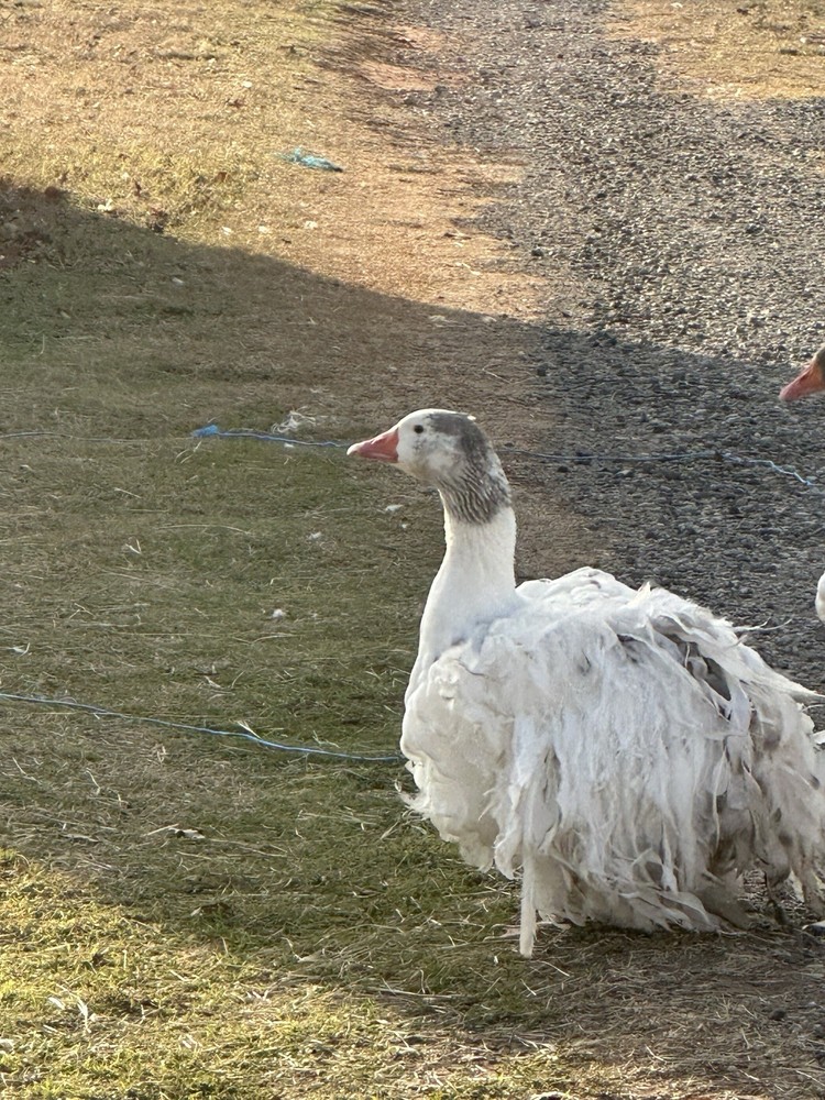 4 Sebastopol Geese Hatching Eggs read description please.