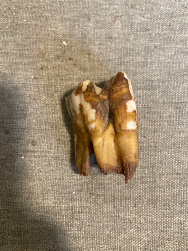 ice age horse tooth