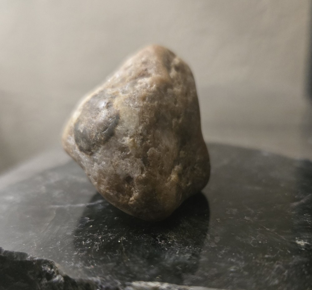 Rare Petrified Reptile Head