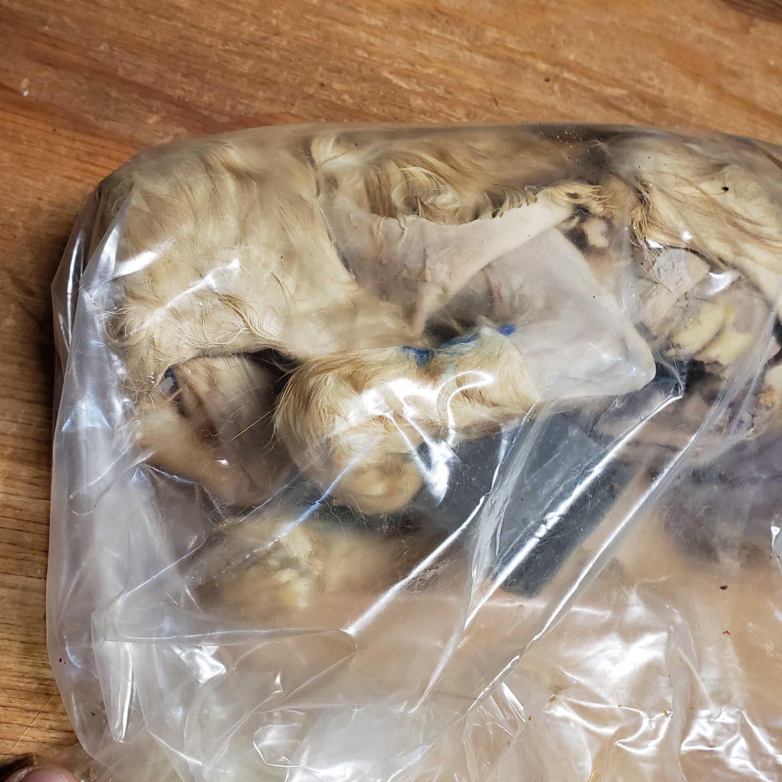 Cat Specimen Taxidermy Oddities Mummified School Research Dissect Lot