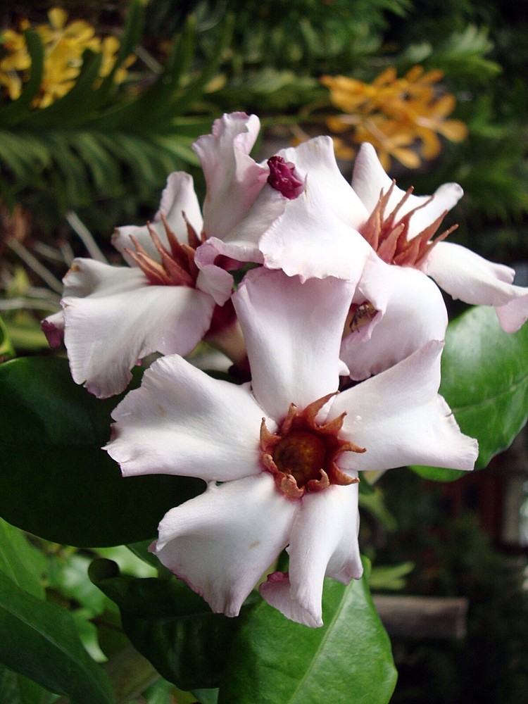 Strophanthus Gratus 100 Seeds