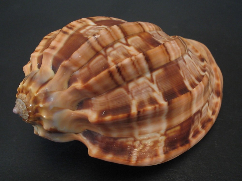 Super Pattern...HARPA MAJOR~73.2mm!!~Taiwan SEASHELL
