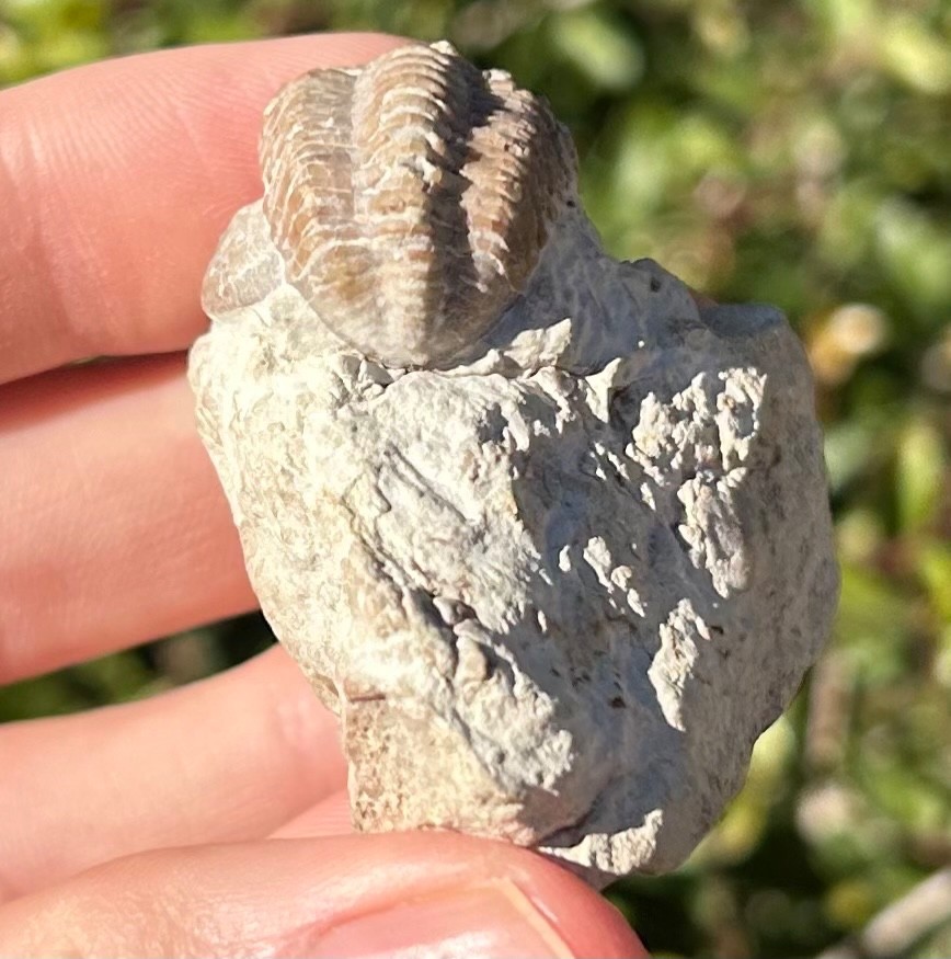 Oklahoma Fossil Trilobite Kainops invius Devonian Bug in Matrix