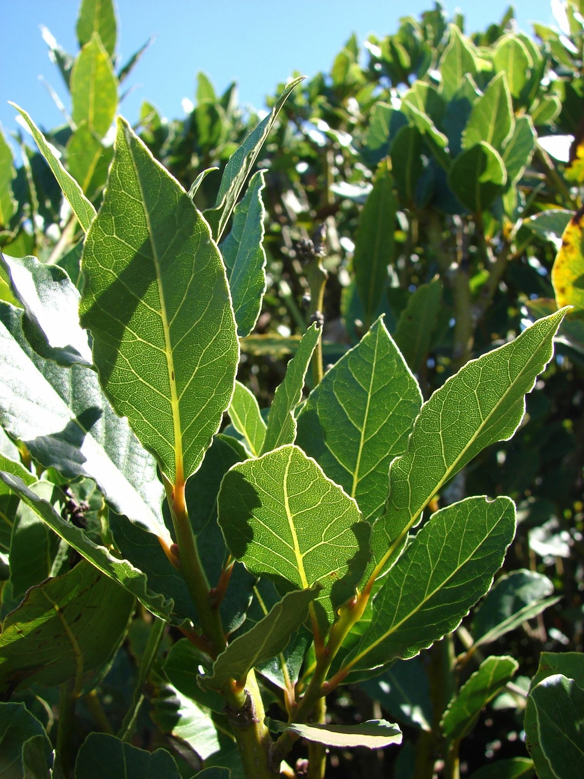 Laurus nobilis - 'Bay Leaf Tree' - Bay Laurel or Sweet Bay