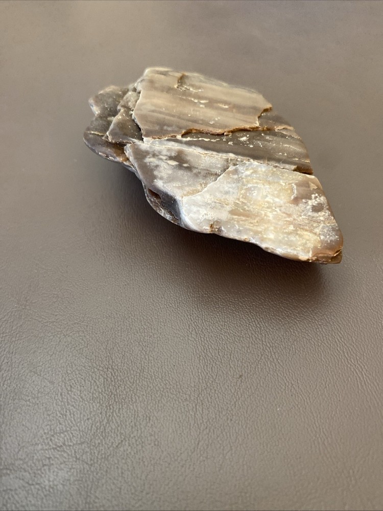 Petrified Wood