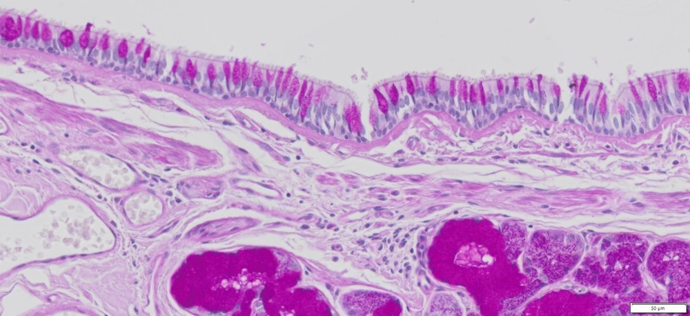 VitroView™ PAS Stain Kit (Cat#VB-3004)