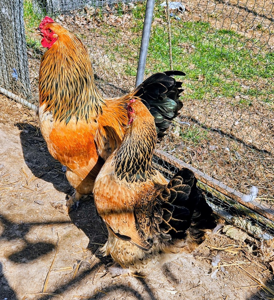 Hatching Eggs Buff Brahma 5+