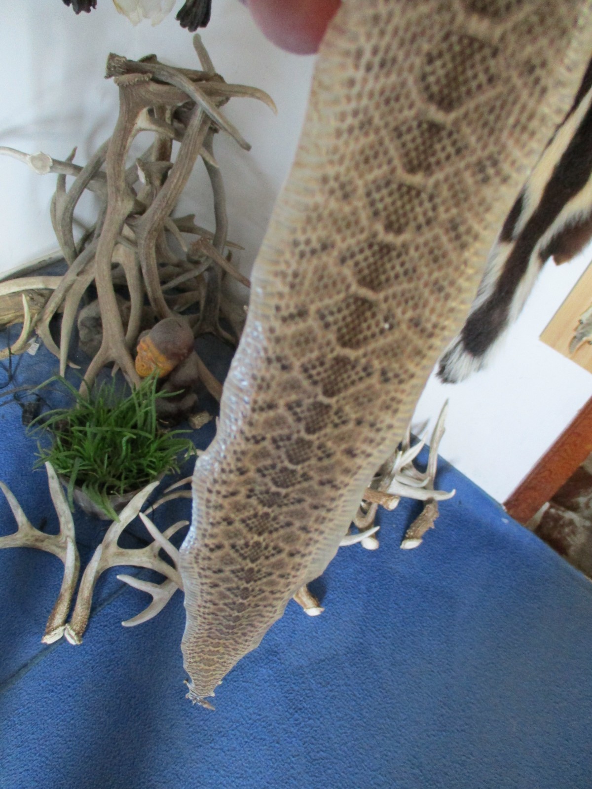 rattlesnake skin diamond back rattle snake skin DRY TANNED wrap blanks 21 in. P1