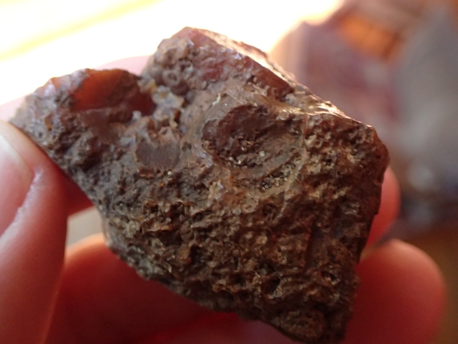 Botryoidal Fossil Coral Geode Fragment GA Agate Specimen Collection Gem WC23