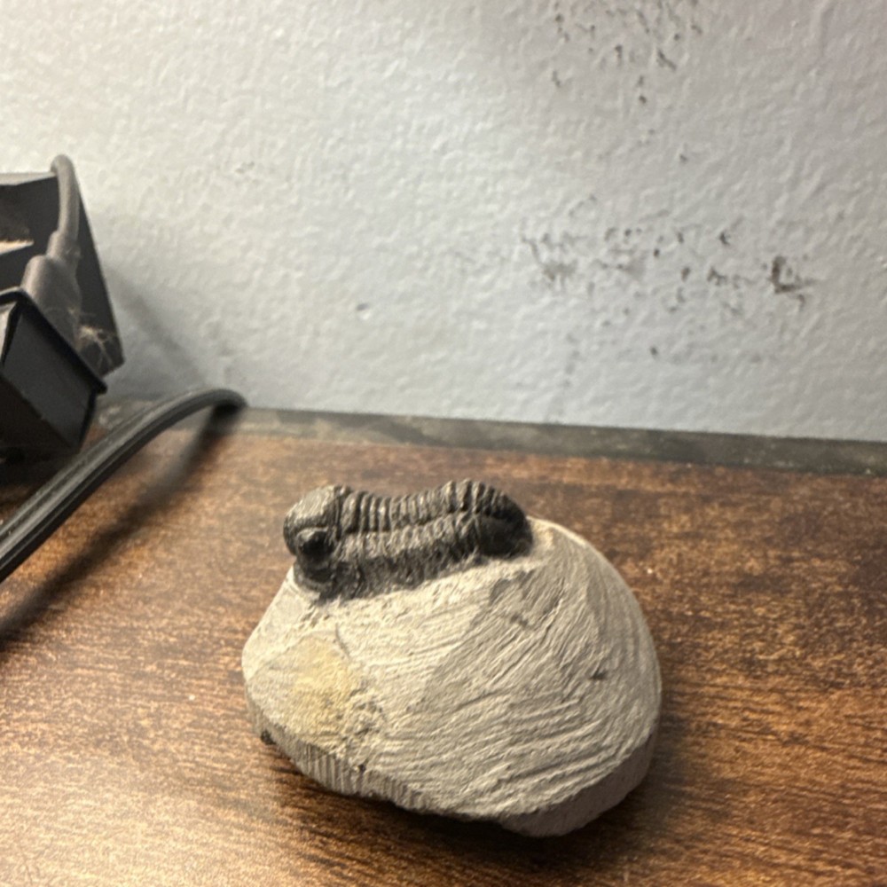 Trilobite Fossil Specimen on Matrix Rock