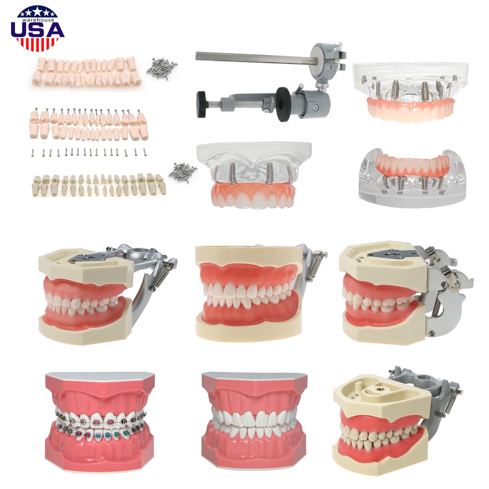 US Dental Overdenture/Implant/Orthodontic Typodont Ortho Training Teaching Model