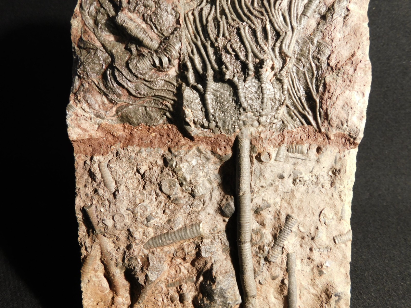 Nice! 430 Million Year Old! CRINOID Fossil or Sea LILY Fossil Morocco 838gr