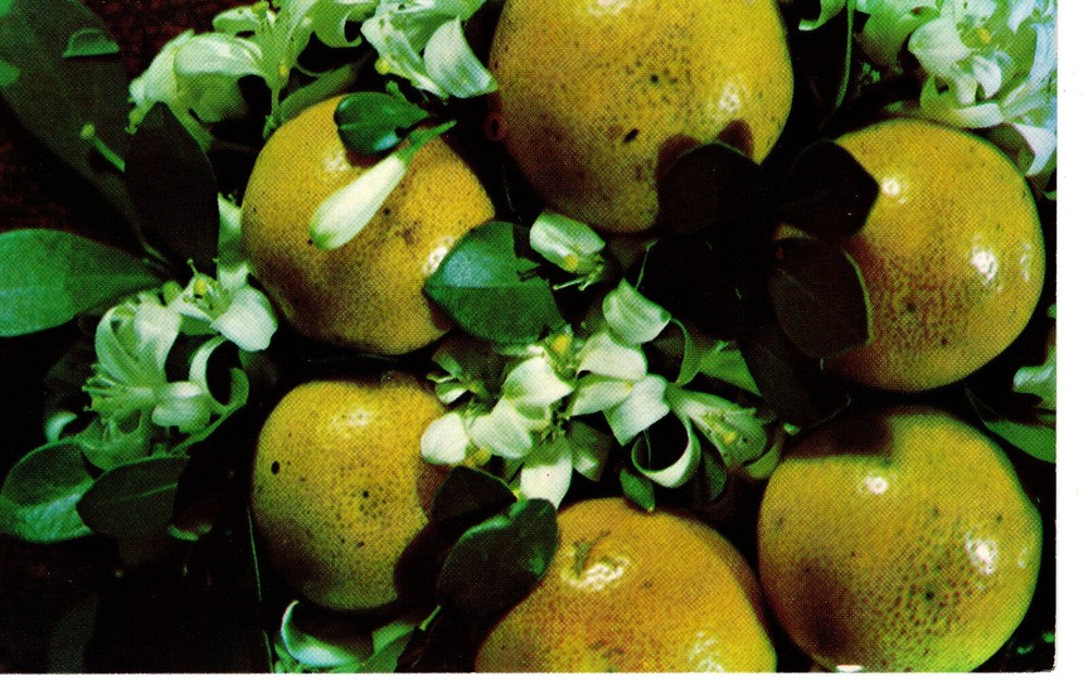 FLORIDA GRAPEFRUIT WITH BLOSSOMS   - PC7053