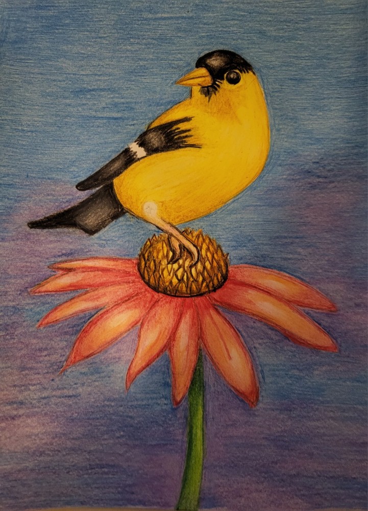 Finch On A Daisy, 8"x10" Colored Pencils