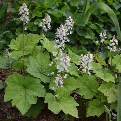 Foamflowers Tiarella Cordifolia Bare-root