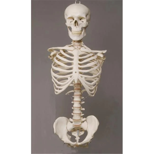 Skeletons and More SM110D Torso with Skull