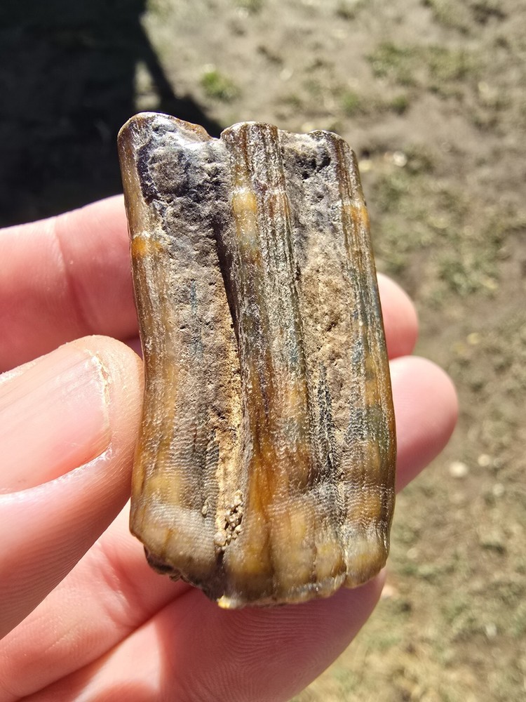 Horse Molar Tooth Fossil